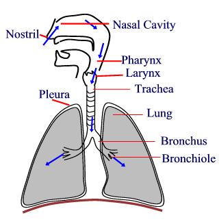 Biology Respiratory System