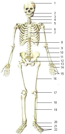 Biology : Skeletal System & Bones of Human Body I - Multiple choice