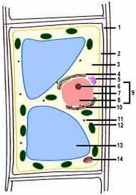 Biology Quiz : Plant Cell Diagram - Worksheet / Test Paper